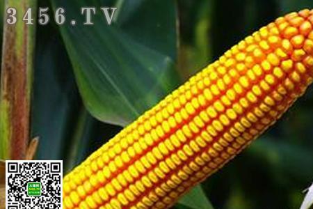 大丰133玉米种子高产吗