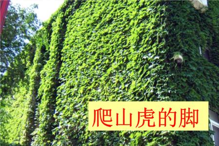 爬山虎咬人吗
