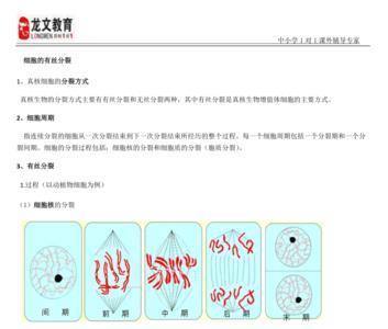 有丝分裂细胞形态为什么是5个