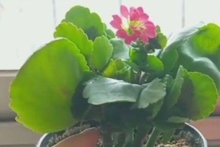 长寿花修剪后能施蛋黄吗