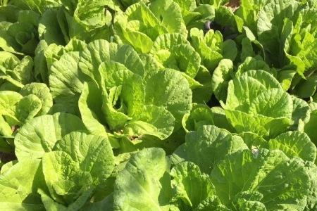 立冬大白菜还用浇水吗