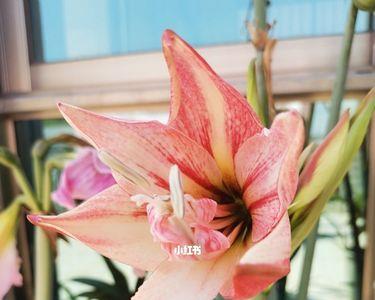 杂交朱顶红优缺点