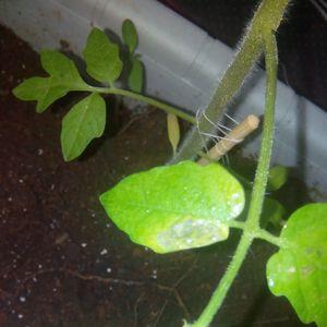 番茄树叶子剪光了会死吗
