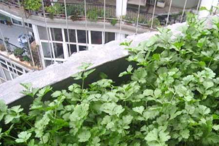 郑州香菜的种植方法和时间
