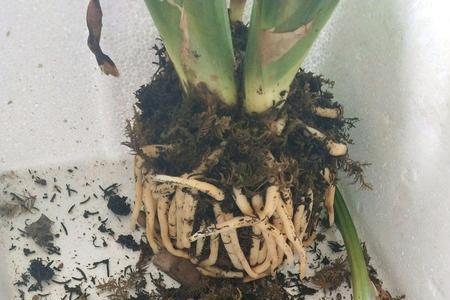 君子兰用水苔好还是用苔藓好