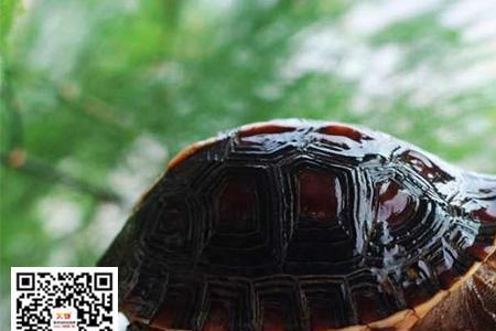 黄缘龟闭眼怎么回事