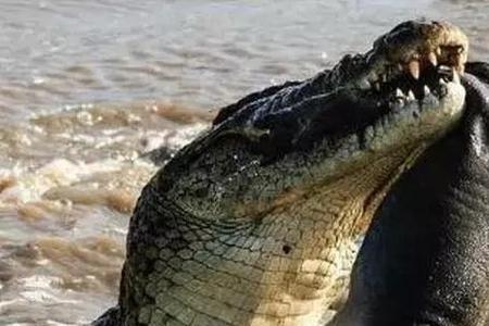 为什么怕死鱼
