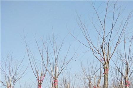 香花槐抗不抗碱