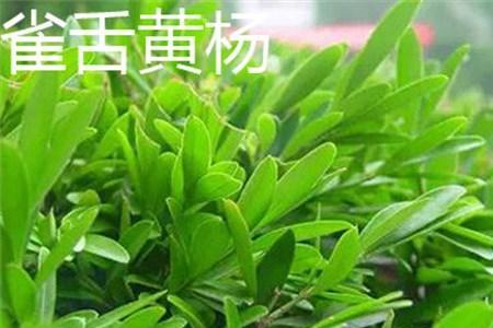 雀舌黄杨树皮怎么清理