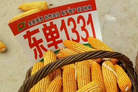 东单531品种介绍