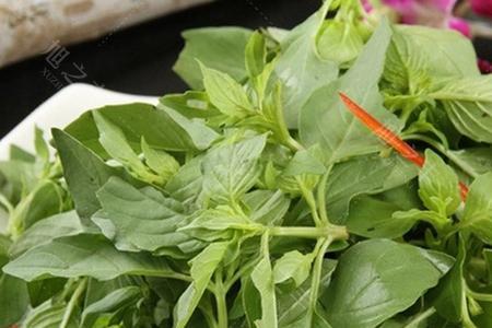 在房间里种荆芥能成功吗