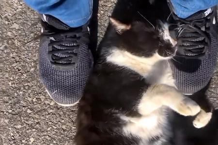猫一直蹭腿怎么办