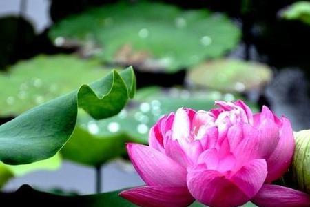 菡萏的量词
