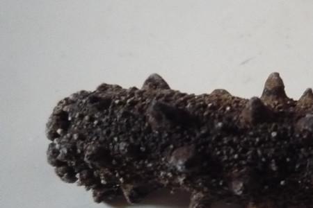 海参圆刺好还是尖刺好