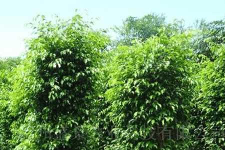 斑叶垂榕的养殖方法