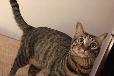 加格和狸花猫区别