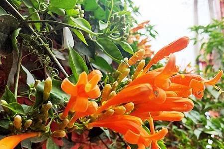 炮仗花什么季节生长最快