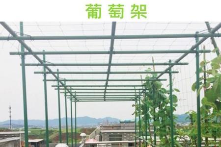 葡萄多久可以爬满葡萄架