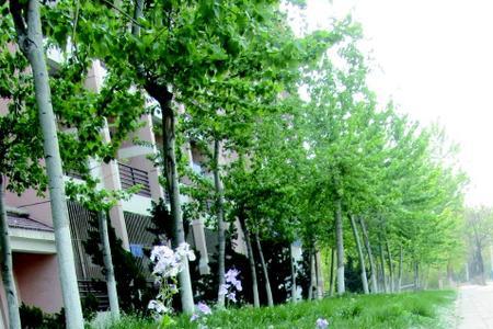杨花什么时候落下来