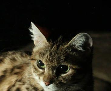高原猫品种