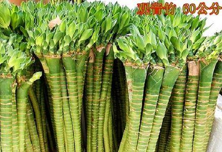 龙竹和富贵竹哪种好