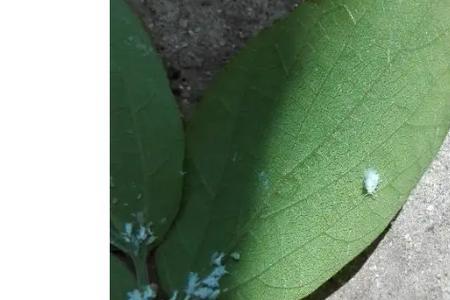 秋天白飞虫怎么治