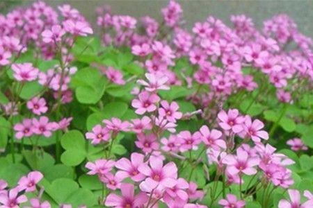 庭院适合种植酢浆草还是欧石竹