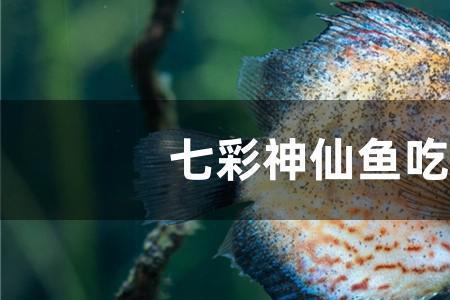 鲴鱼吃红虫吗