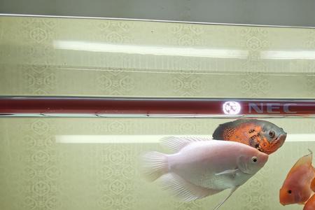 虎鱼回来多久喂食