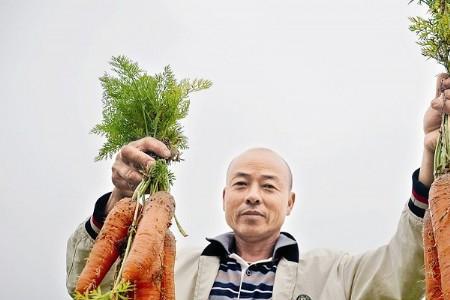 厦门胡萝卜种植时间和方法