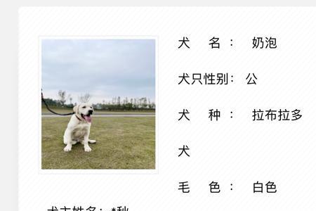 办了狗证的狗咬人怎么罚