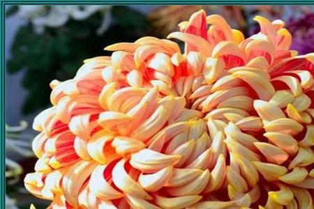 菊花花瓣作用