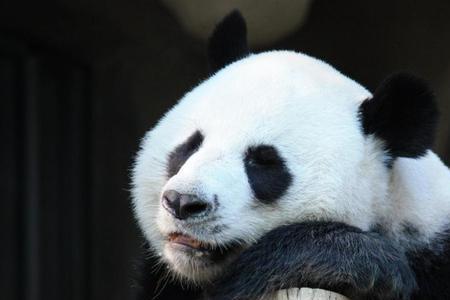 大熊猫为什么不在北方