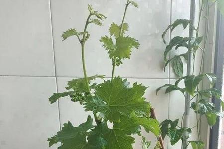 盆栽葡萄伏天怎样养护