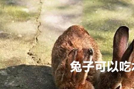 兔子可以吃橘子叶子吗