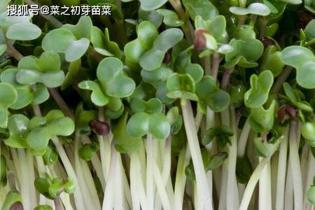香椿种子催芽时需要光照吗