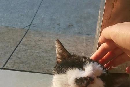 猫被称为嘿嘿什么意思