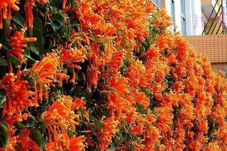 炮仗花的叶子