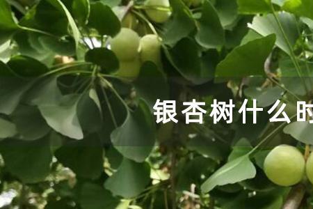银杏树开花寓意