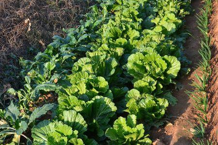 油绿6号大白菜什么时候种