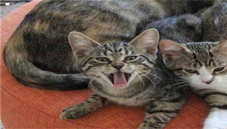 虎斑猫和狸花猫小时候的区别