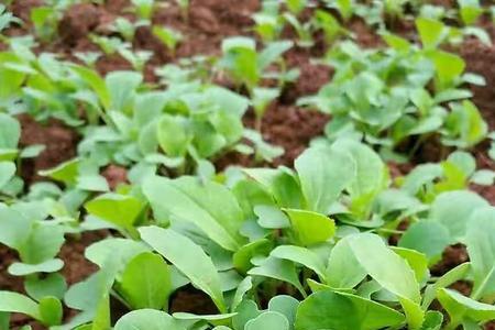 冬天在家盆里种小白菜正确方法