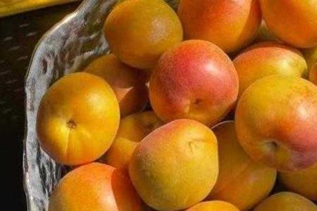梅子是绿通吗