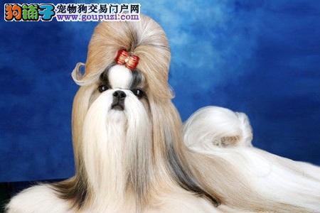 动物餐厅西施犬