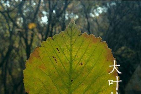 在树叶上写名字有什么寓意