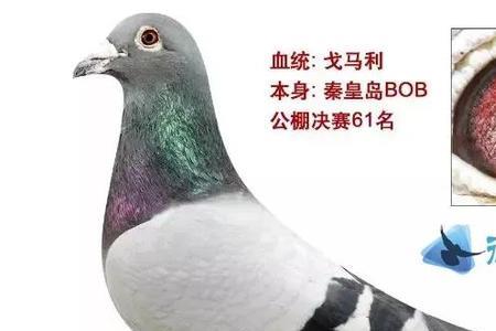 世界公认稳定性最好的信鸽品种