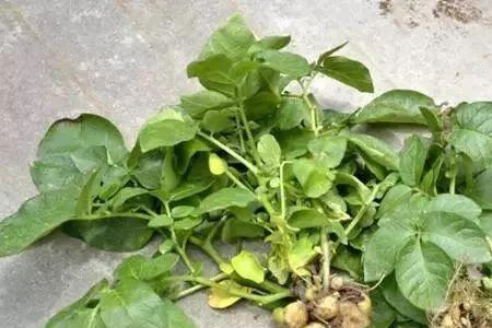 山药豆种植后多久浇水