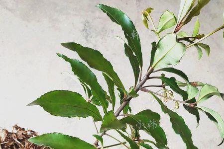 朱砂根叶子全掉了还能活