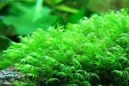 凤尾莫斯需要co2吗