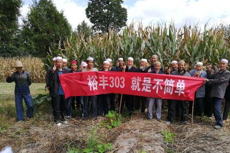 乐农八七玉米种有什么缺点